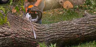 Professional Tree Services in Pinson, AL