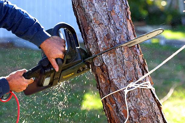 How Our Tree Care Process Works  in  Pinson, AL